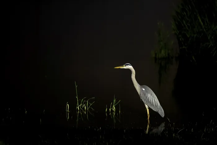 Framed Print : A heron stands in water at dark night
