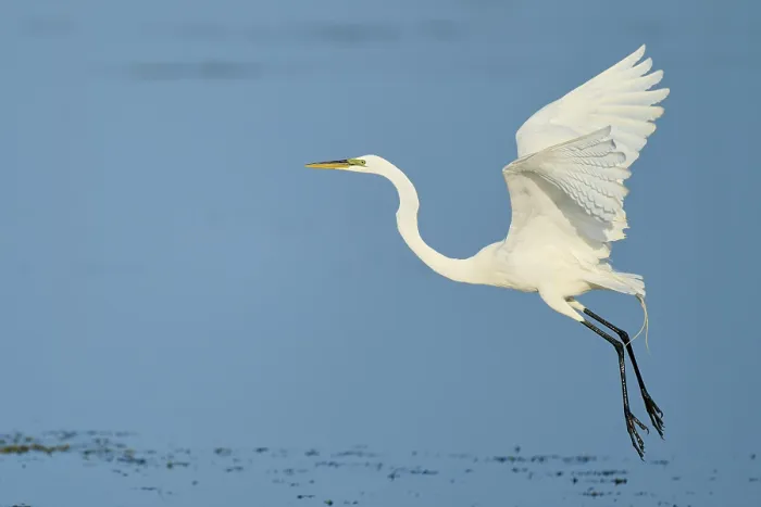 Framed Print : A heron takes off from the surface of the water with its wings spread wide Framed Print : A heron takes off from the surface of the water with its wings spread wide