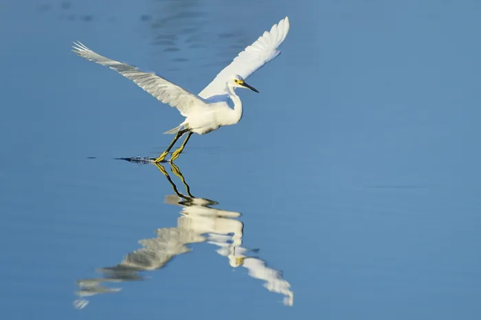 Framed Print : A heron touches the water with its claws during flight Framed Print : A heron touches the water with its claws during flight