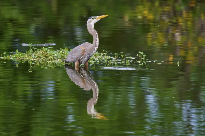 Framed Print : A heron is in the water with green plant surroundings