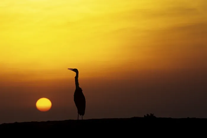 Framed Print : Herons in the sunset, Ellaidhoo Framed Print : Herons in the sunset, Ellaidhoo