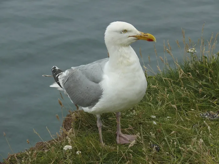Framed Print : Herring gull