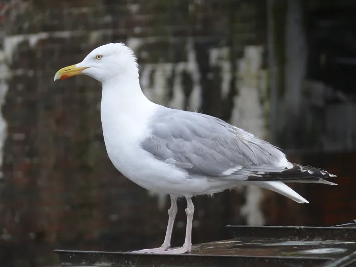 Framed Print : Herring gull, larus, argentatus Framed Print : Herring gull, larus, argentatus