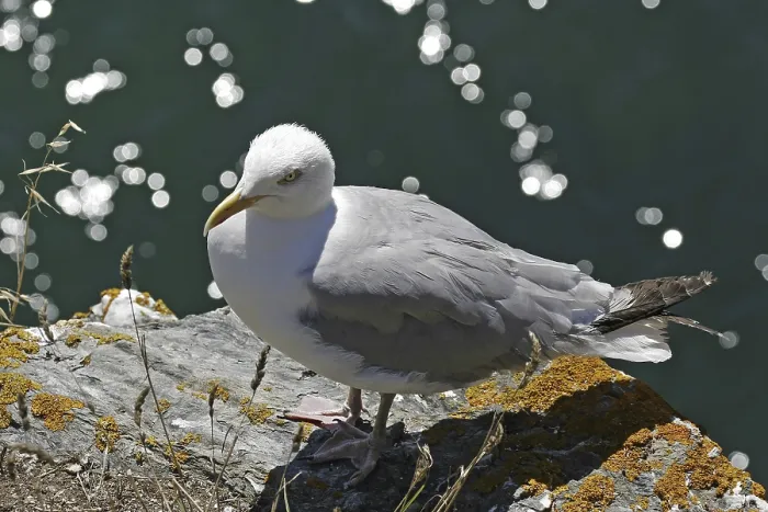 Framed Print : Herring gull, Larus argentatus Framed Print : Herring gull, Larus argentatus