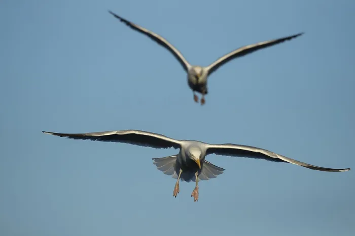 Framed Print : Herring gull (Larus argentatus) adult seagull bird hovering in flight