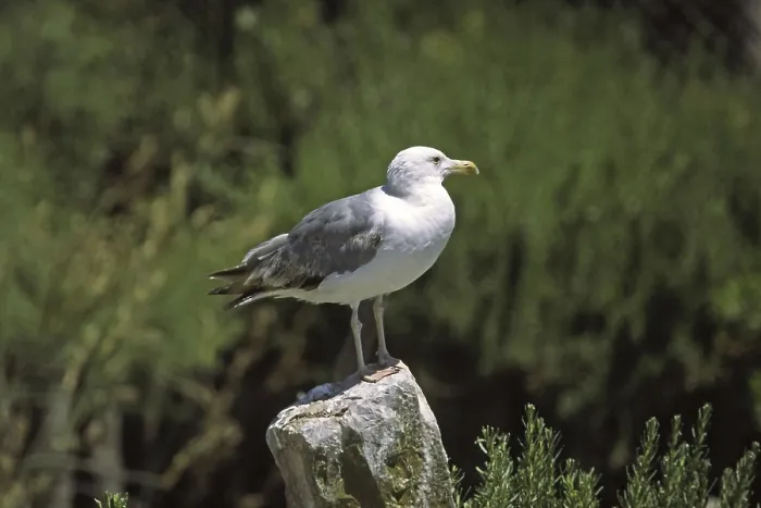 Framed Print : Herring gull, Larus argentatus, Herring gull
