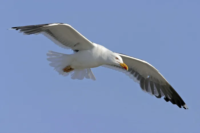 Framed Print : Herring gull, (Larus fuscus), migratory bird