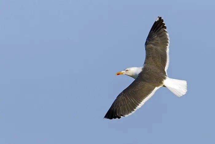 Framed Print : Herring Gull, Lesser Black-backed Gull Framed Print : Herring Gull, Lesser Black-backed Gull