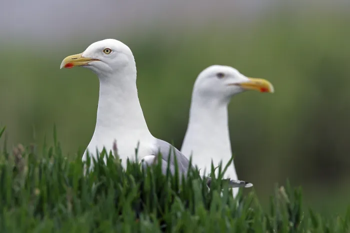 Framed Print : Herring gull - pair of herring gulls (Larus argentatus) Herring gull - pair of herring gulls (Larus argentatus)