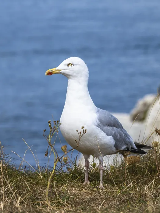 Framed Print : Herring Gull, Sea Gull, Gulls on Dorset cliff