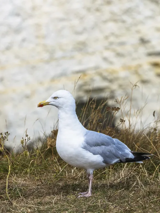 Framed Print : Herring Gull, Sea Gull, Gulls on Dorset cliff