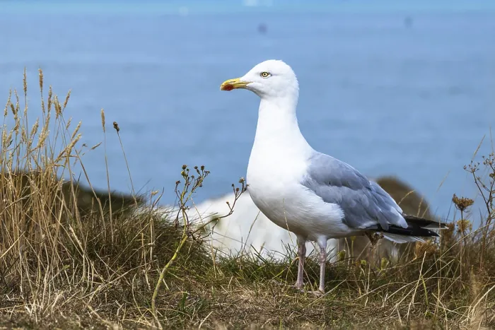 Framed Print : Herring Gull, Sea Gull, Gulls on Dorset cliff