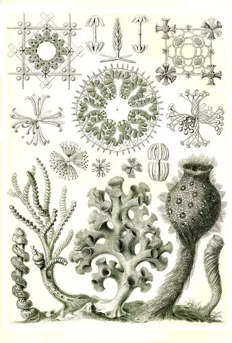 Framed Print : Hexactinellae, glass sponges, a class from the phylum Sponges