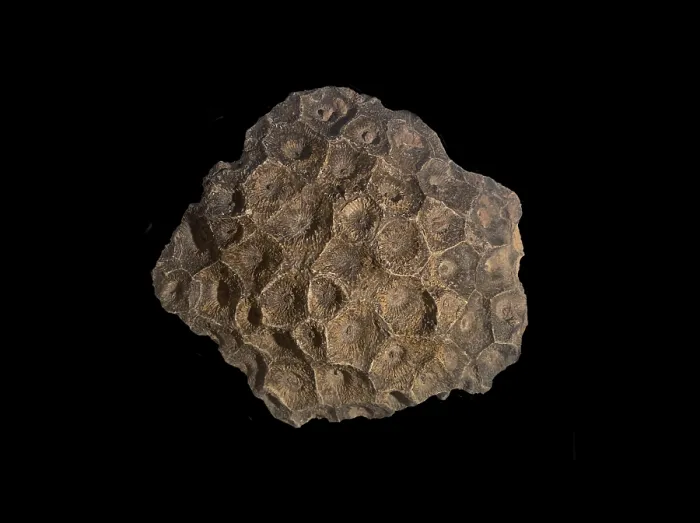 Framed Print : Hexagonaria hexagona, fossil coral