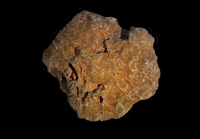 Framed Print : Hexagonaria hexagona, fossil coral Framed Print : Hexagonaria hexagona, fossil coral