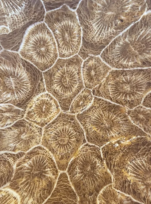 Framed Print : Hexagonaria hexagona, polished Framed Print : Hexagonaria hexagona, polished