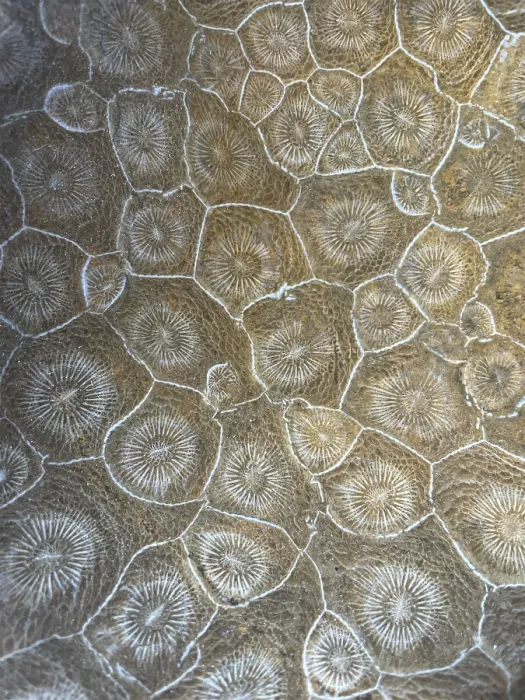Framed Print : Hexagonaria hexagona, polished