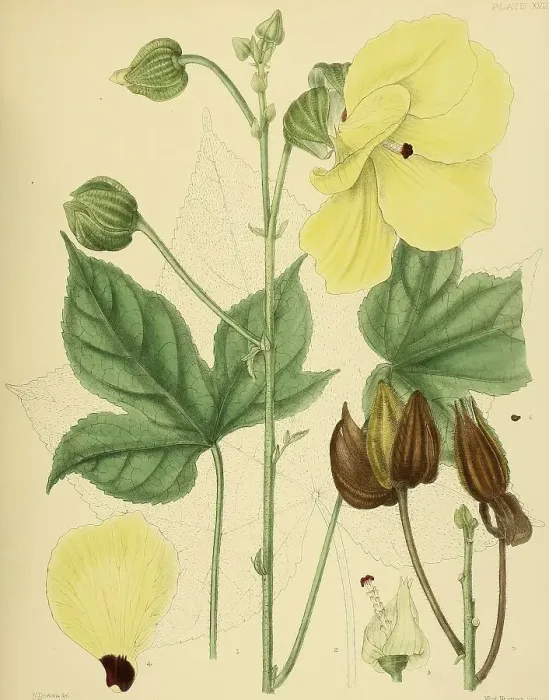 Framed Print : Hibiscus angulosus, native to Southeast Asia