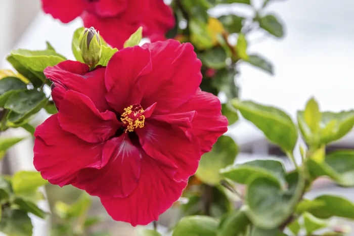 Framed Print : Hibiscus fragilis (Creole: mandrinette)