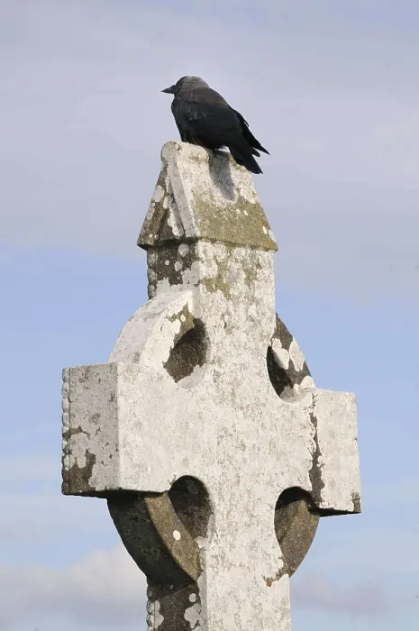 Framed Print : High cross with Hooded Crow, monastery ruins of Clonmacnoise on the Shannon