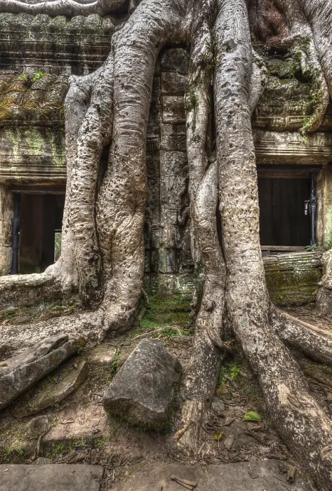 Framed Print : High dynamic range (hdr) image of ancient ruins with tree roots