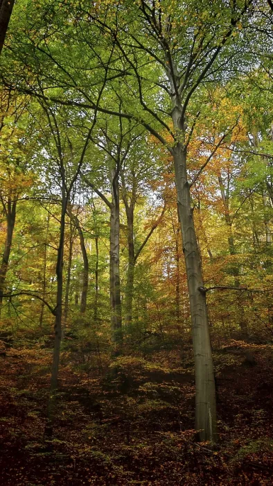 Framed Print : High forest area in autumn, which creates a calm and peaceful atmosphere due to the warm colors of the leaves