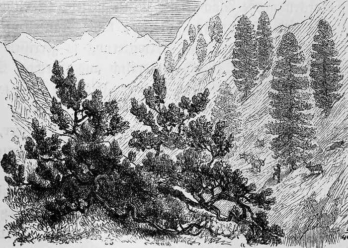 Framed Print : High mountain landscape with alpine vegetation with the shrubby dwarf pine (Pinus pumila) and Swiss stone pine (Pinus cembra), alpine pasture with cattle, travelling, Alps, historical illustration 1885 Framed Print : High mountain landscape with alpine vegetation with the shrubby dwarf pine (Pinus pumila) and Swiss stone pine (Pinus cembra), alpine pasture with cattle, travelling, Alps, historical illustration 1885