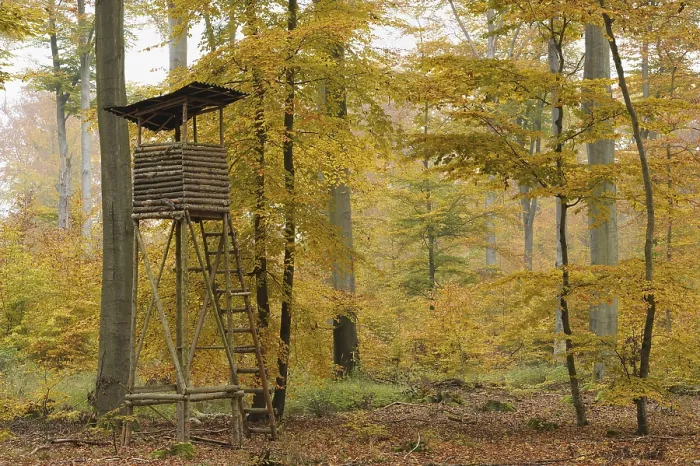 Framed Print : High seat in the autumnal deciduous forest