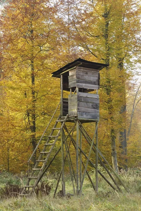 Framed Print : High seat in the autumnal deciduous forest Framed Print : High seat in the autumnal deciduous forest