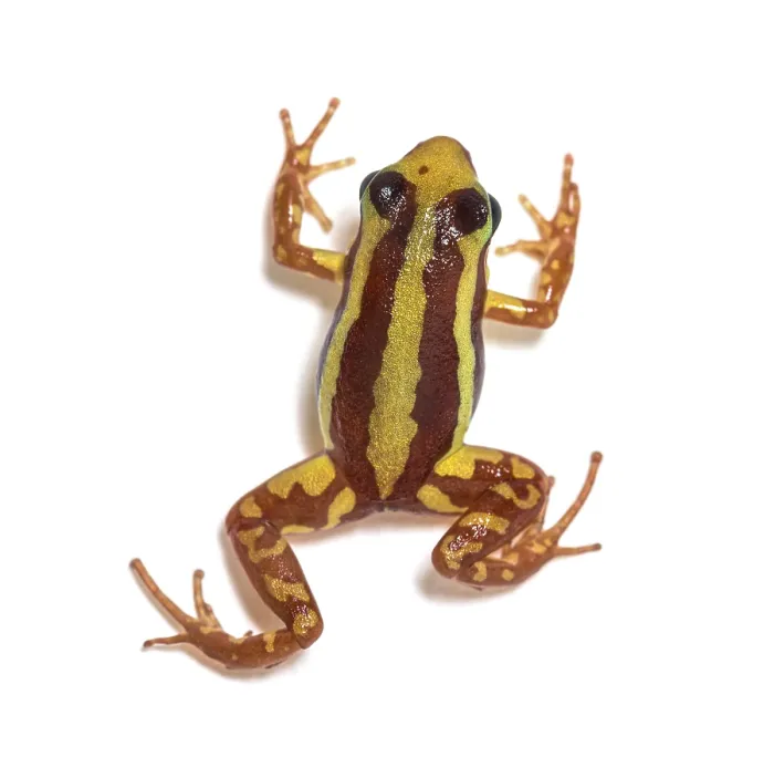 Framed Print : High view of Anthony's poison arrow frog
