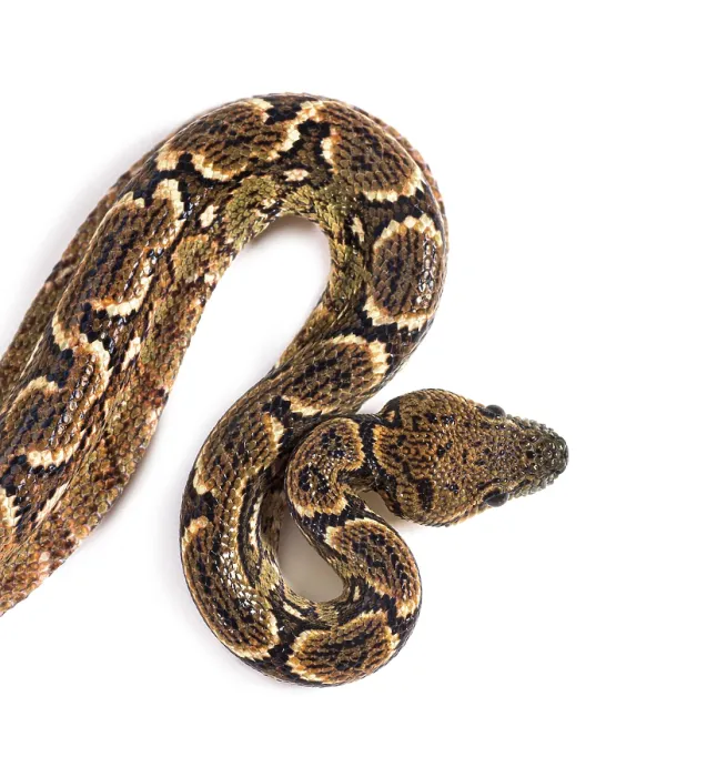 Framed Print : High view of Young Madagascar tree boa Framed Print : High view of Young Madagascar tree boa