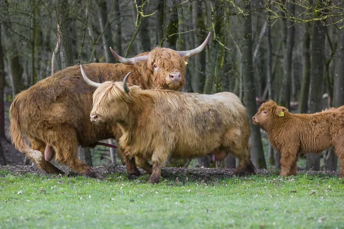 Framed Print : One Highland bull (Bos (primigenius) taurus) chases a cow before mating