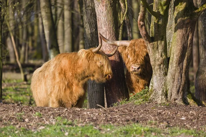 Framed Print : One Highland bull and a cow (Bos (primigenius) taurus) stand in a forest