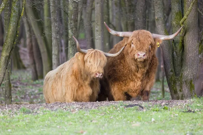 Framed Print : One Highland bull and a cow (Bos (primigenius) taurus) stand at a forest edge