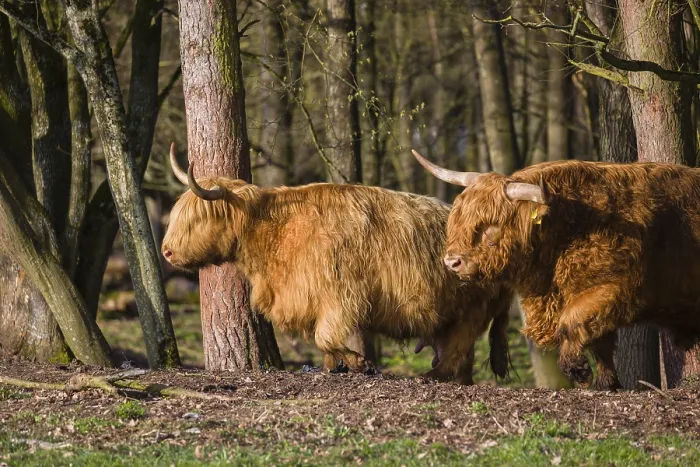 Framed Print : One Highland bull and a cow (Bos (primigenius) taurus) stand at a forest edge
