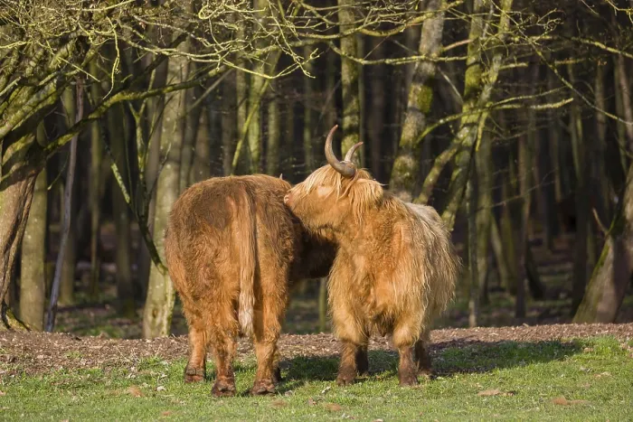 Framed Print : One Highland bull and a cow (Bos (primigenius) taurus) stand on a pasture at a forest edge