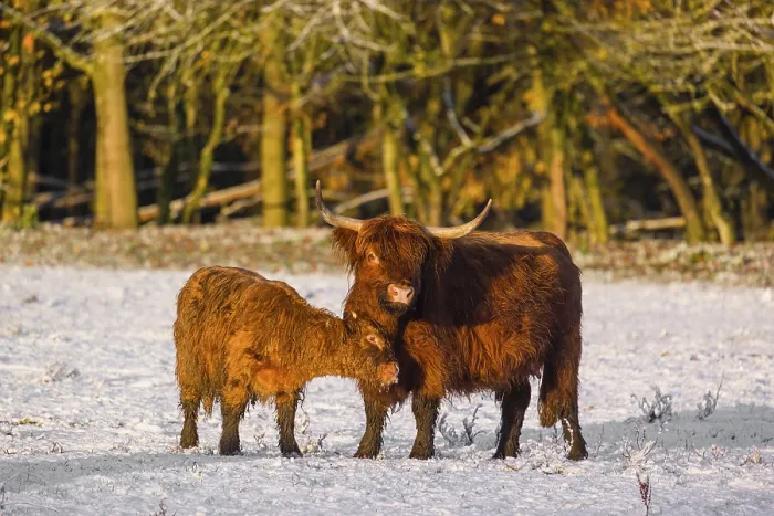 Framed Print : A highland calf (Bos primigenius taurus) cuddles with its mother on a snow-covered pasture Framed Print : A highland calf (Bos primigenius taurus) cuddles with its mother on a snow-covered pasture