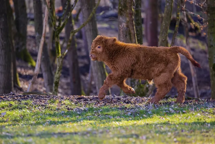 Framed Print : One Highland calf (Bos (primigenius) taurus) runs over a meadow