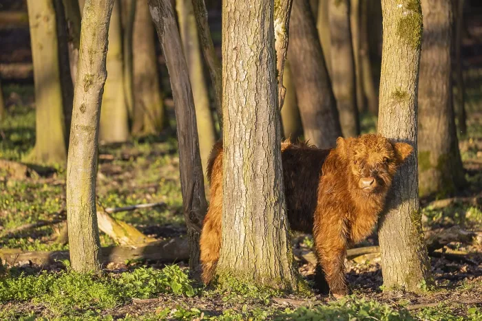 Framed Print : A Highland calf (Bos primigenius taurus) stands in a forest Framed Print : A Highland calf (Bos primigenius taurus) stands in a forest