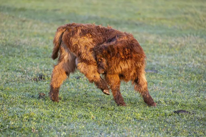 Framed Print : A Highland calf (Bos primigenius taurus) walks across a meadow