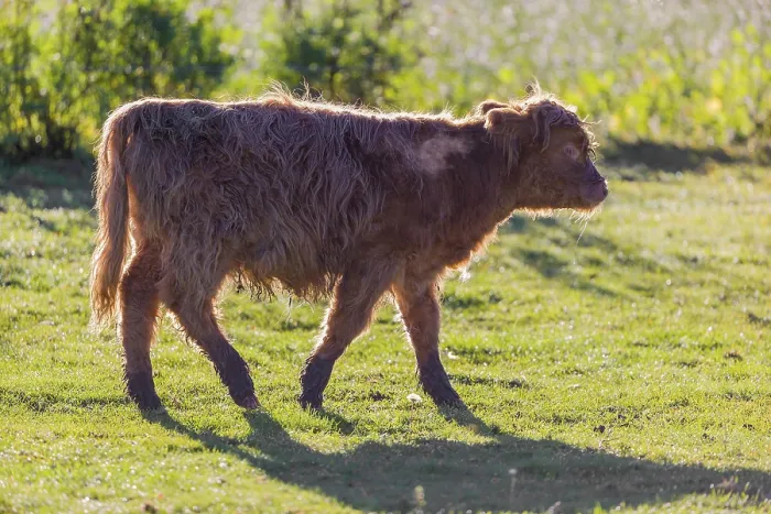 Framed Print : A Highland calf (Bos primigenius taurus) walks across a meadow in strong backlighting