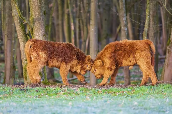 Framed Print : Two Highland calves (Bos (primigenius) taurus) playfighting