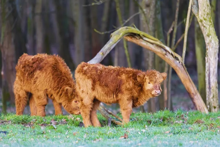 Framed Print : Two Highland calves (Bos (primigenius) taurus) stand at a forest edge