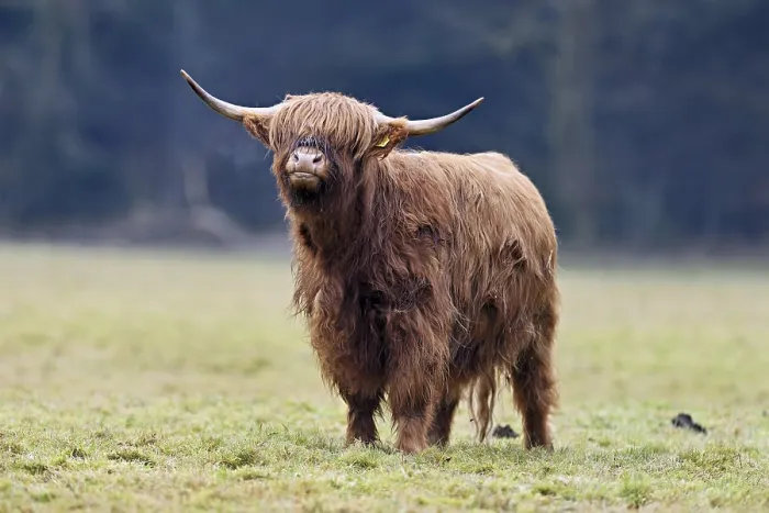 Framed Print : Highland cattle (Bos taurus), adult animal standing in a meadow