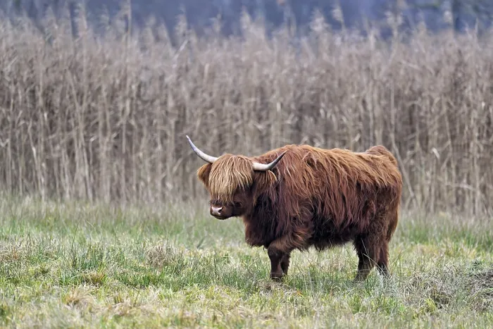 Framed Print : Highland cattle (Bos taurus), adult animal standing in a meadow Framed Print : Highland cattle (Bos taurus), adult animal standing in a meadow