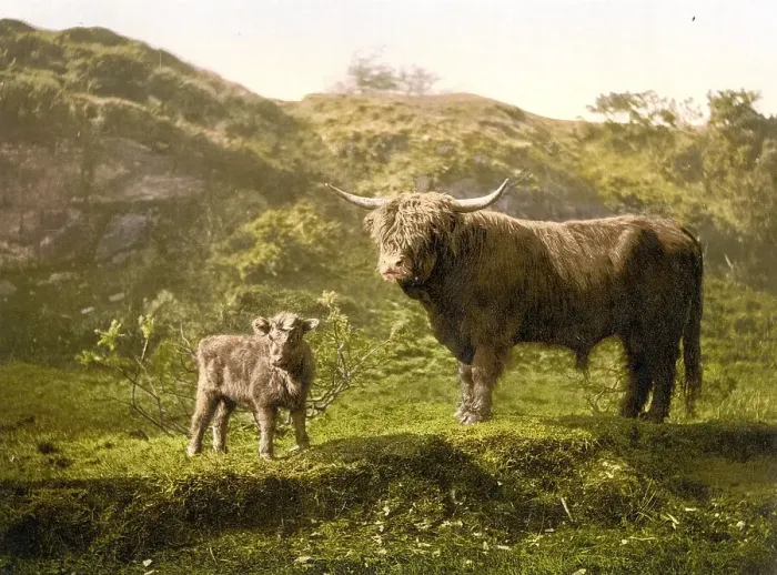 Framed Print : Highland cattle, calf and bull Framed Print : Highland cattle, calf and bull