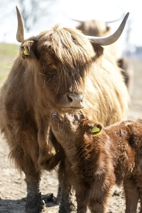 Framed Print : Highland cattle with calf on pasture, Germany