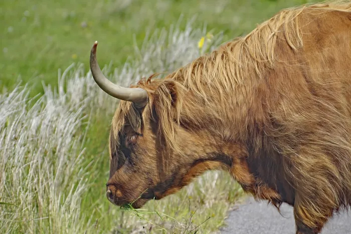 Framed Print : Highland cattle eating grass by the roadside