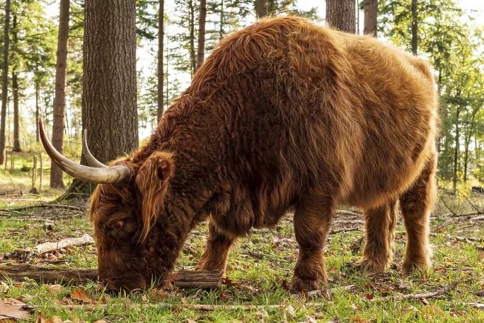 Framed Print : Highland cattle in a forest in the Wistinghauser Senne Framed Print : Highland cattle in a forest in the Wistinghauser Senne