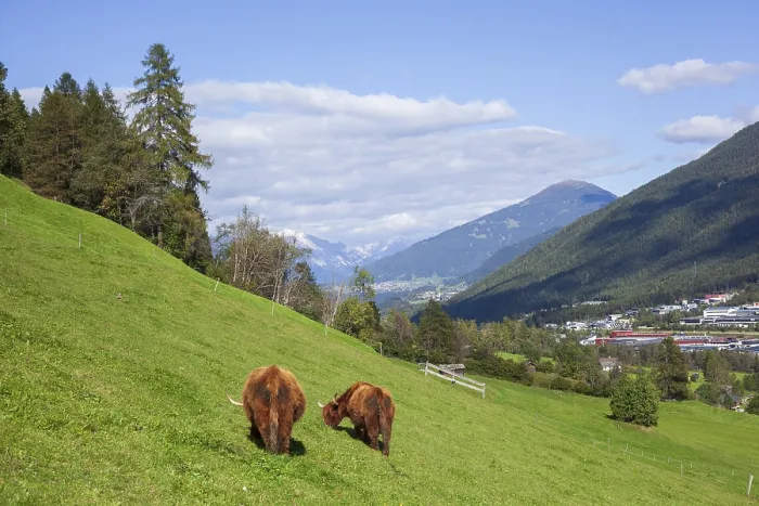 Framed Print : Highland cattle graze on pasture in the background Karwendel and Patscherkofel Framed Print : Highland cattle graze on pasture in the background Karwendel and Patscherkofel